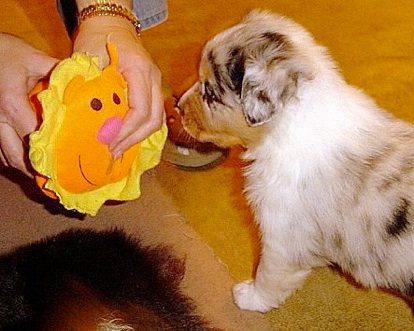 Top Ten Toys for Puppies
